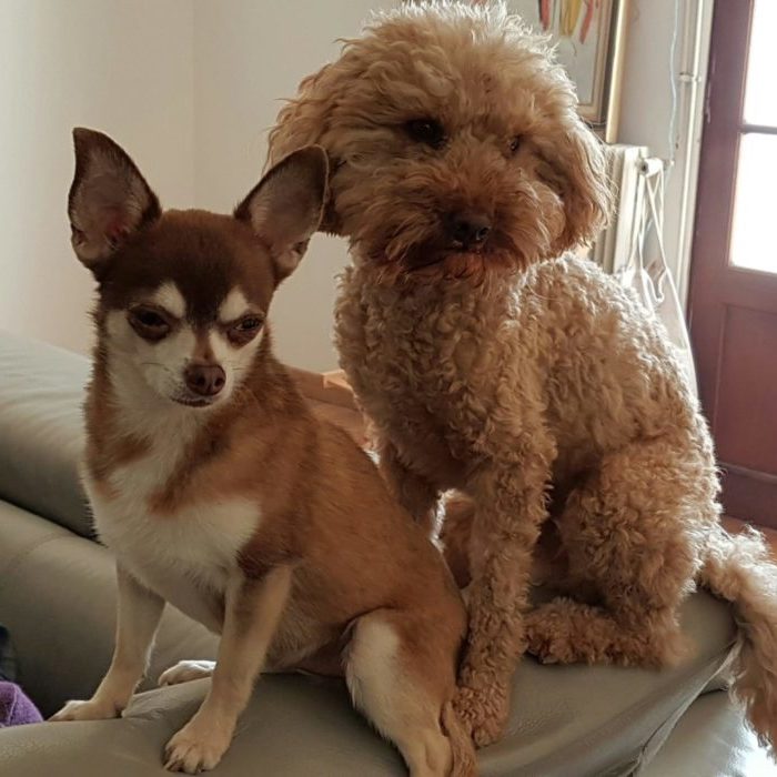 Education chien