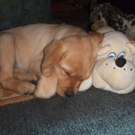 Accueillir un chiot