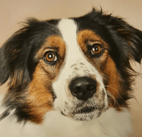 Bilan comportemental chien et chat