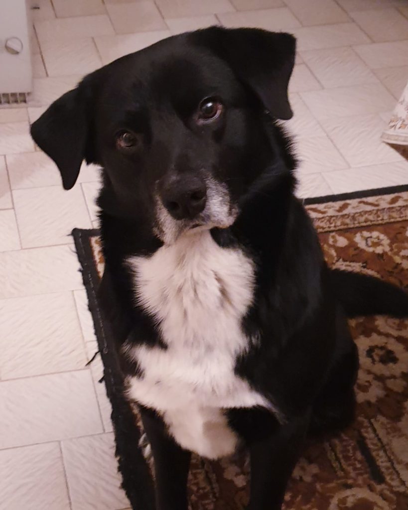 Labrador x Berger Australien grogneur - Pas si bêtes