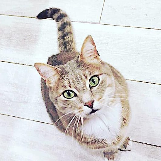 Consulter nos cas de comportements chats