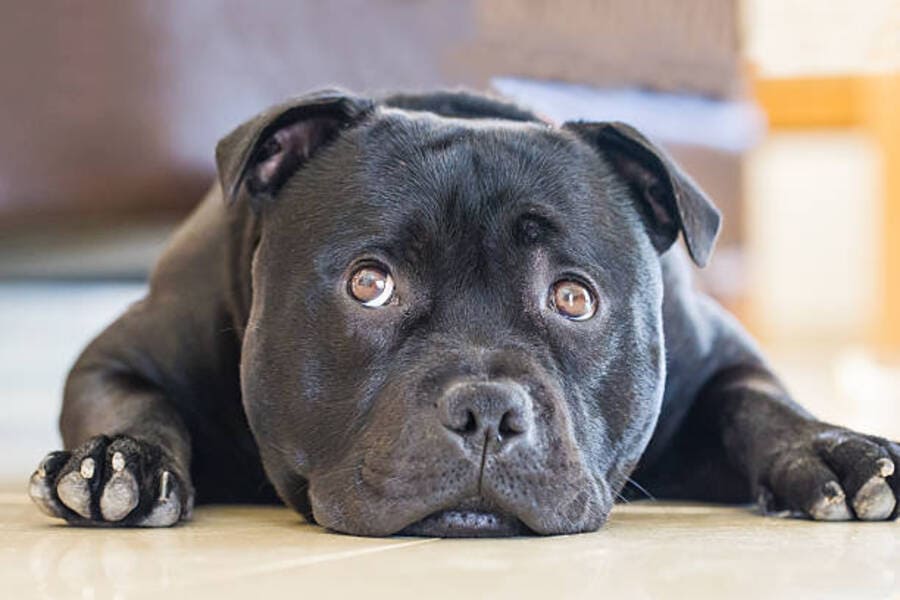 Consulter nos cas de comportements chiens