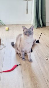 Chat bruyant la nuit