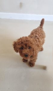 Adoption d’un caniche toy