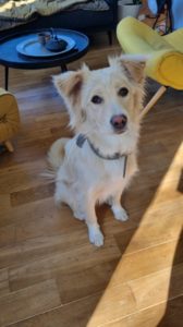 Chien de Roumanie