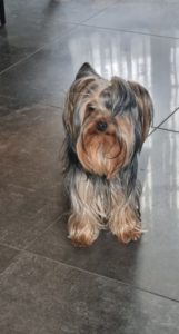 York malpropre de 2 ans