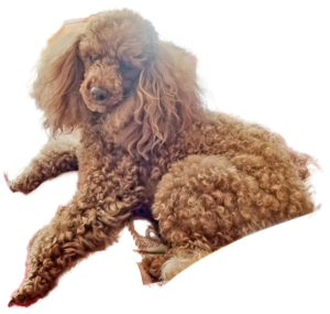 Caniche adulte malpropre