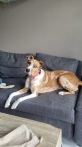 Chien destructeur