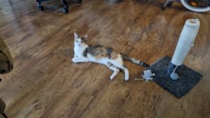 Chat persécuteur 😉