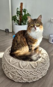 Pipi chat sur le canapé