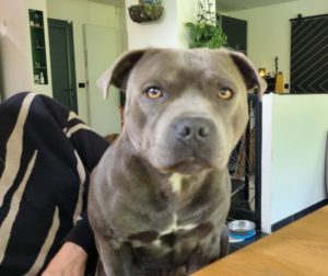 Staffie de 3 ans qui fait pipi dans la maison