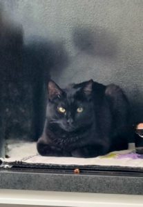 Chat malpropre ?