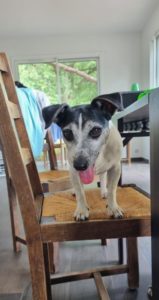 Jack Russel de 10 ans