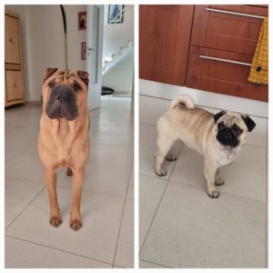 Sharpei et Carlin