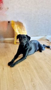 Gestion de solitude canine
