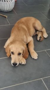 Chiot Golden