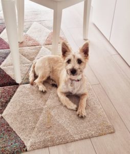 Cairn terrier et rappel