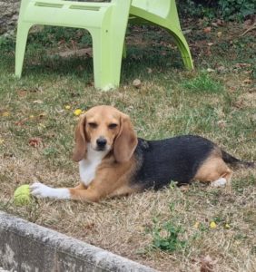 Beagle de laboratoire