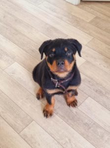 Chiot Rothweiller