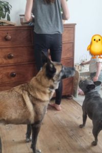 Bouledogue Français agressif envers son compagnon congénère