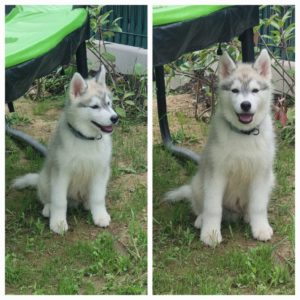 Chiot Husky