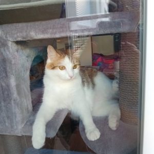 Chat mordeur