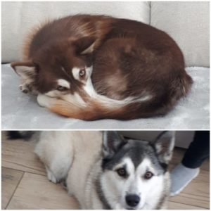 Pomsky malpropre ?