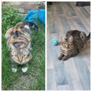 Chats qui doivent démarrer