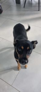 Chien craintif