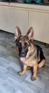 Berger Allemand chiot et sauteur