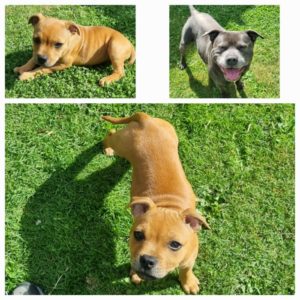 Staffy chiot