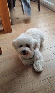Bichon frisé
