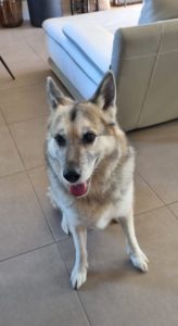Berger Allemand X Husky