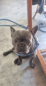 Bouledogue français de 1 an
