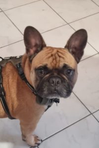 Bouledogue français énergique