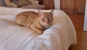 Chat qui urine sur le lit