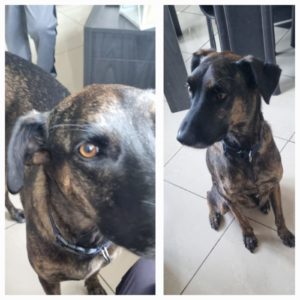 Chien de la réunion