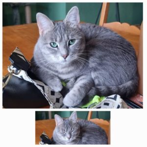 Chat qui fait pipi sur le linge, lit etc