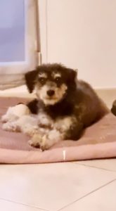 Chien aboyeur dans la rue