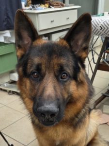 Berger Allemand mordeur ? 🤨