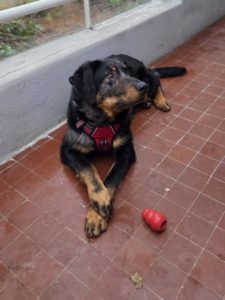 Beauceron de 7 mois