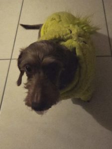 Teckel ne gérant pas la solitude