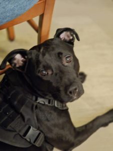 Croisé Staff énergique