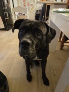 Cane corso