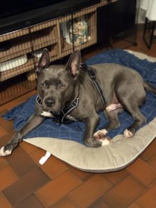 Staff réact congénères