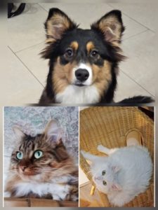 Cohabitation  chats/chien