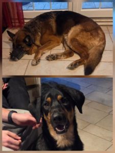 Berger Allemand mordeur ?