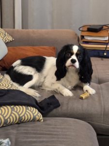 Cavalier King Charles turbulent