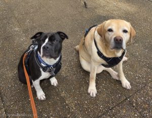 On attend de notre chien qu&rsquo;il ne soit plus un chien :