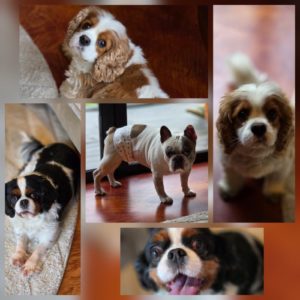 Foyer multichiens et chats